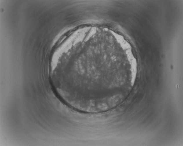 X0000066110011200604071858