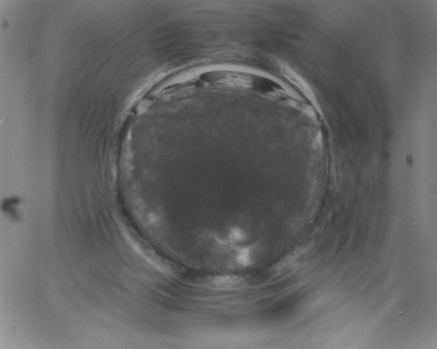 X0000066110059200604071857