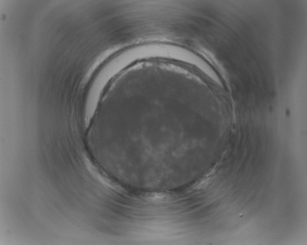 X0000066110060200604071857