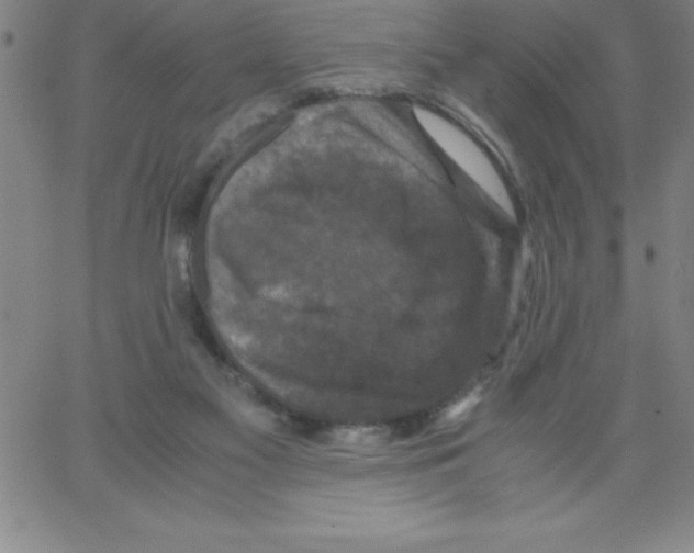 X0000066110117200604071857
