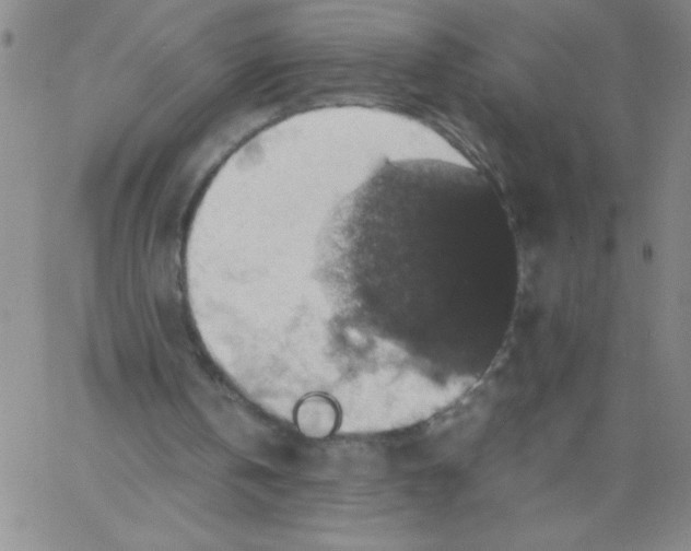 X0000066110146200604071856