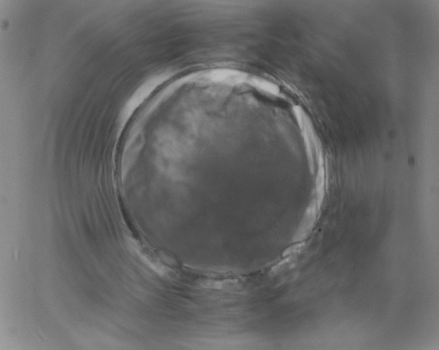 X0000066110147200604071856