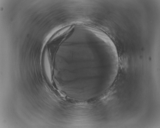 X0000066110196200604071855