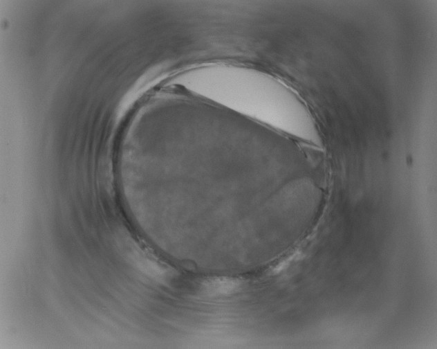 X0000066110198200604071855
