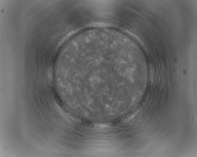 X0000066110208200604071855