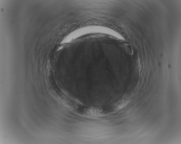 X0000066110223200604071855