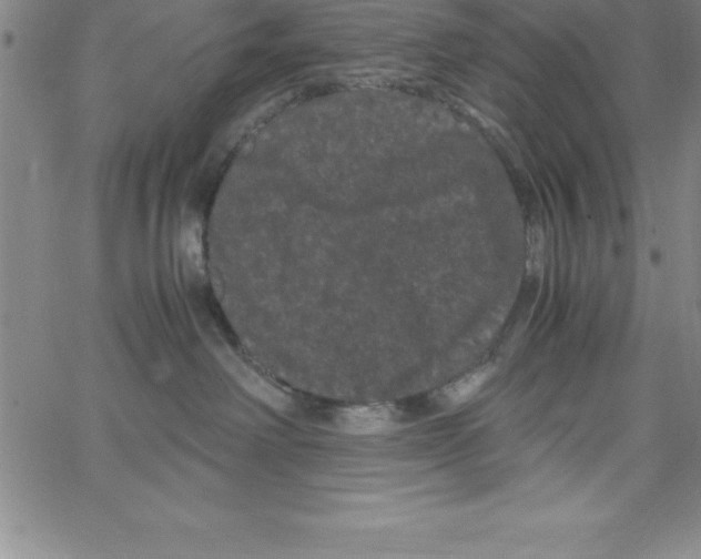 X0000066110238200604071855