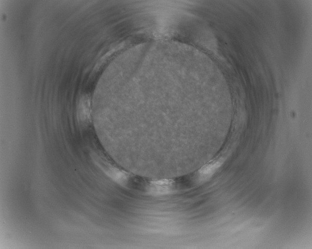 X0000066110240200604071855