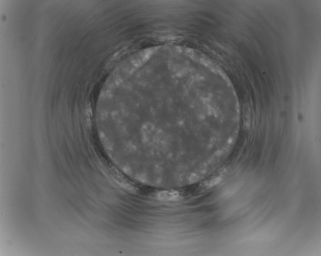 X0000066110279200604071855