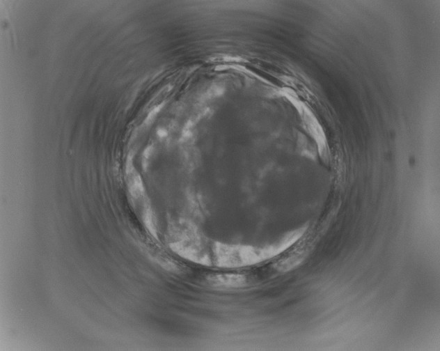 X0000066110361200604071853