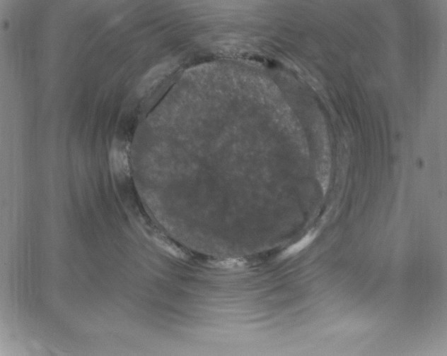 X0000066110432200604071852