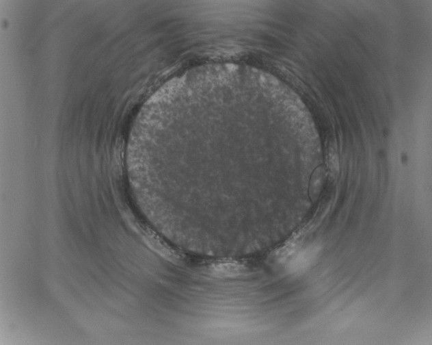 X0000066110468200604071851