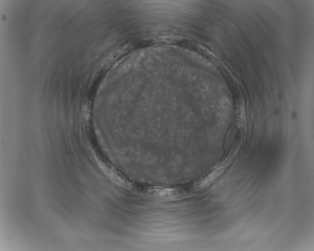 X0000066110472200604071852