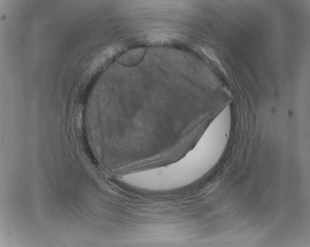 X0000066110495200604071851