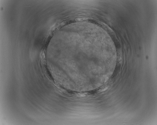 X0000066110523200604071850