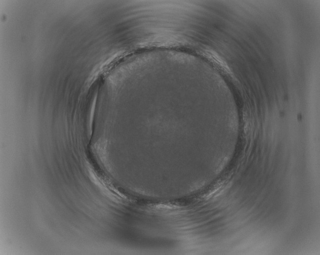X0000066110542200604071850