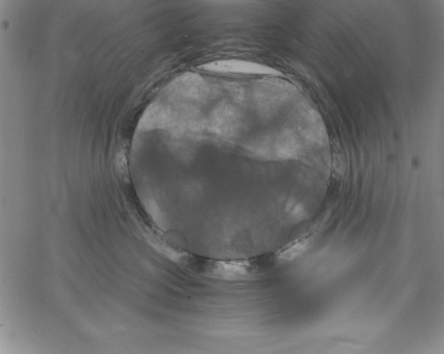 X0000066110573200604071850
