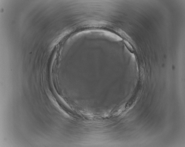 X0000066110581200604071849
