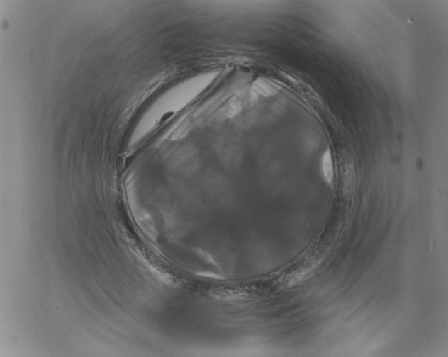 X0000066110729200604071846