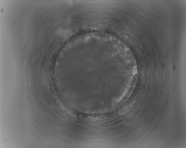 X0000066110817200604071845
