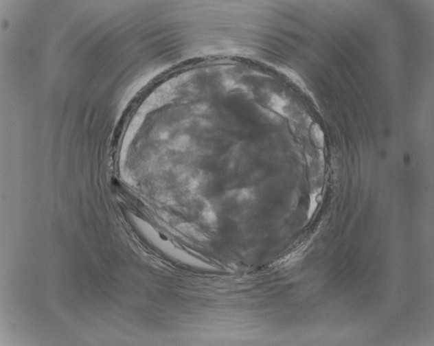 X0000066110879200604071844