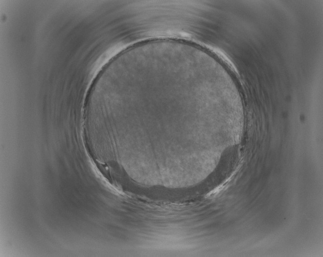X0000066110895200604071844