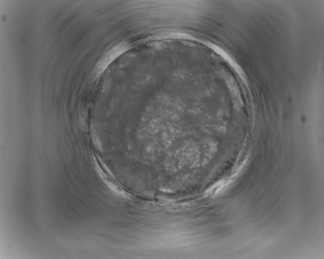 X0000066110905200604071844