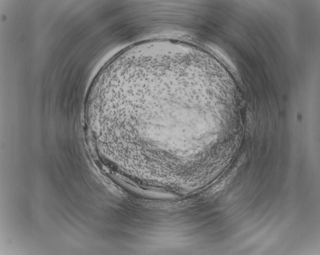 X0000066110948200604071844