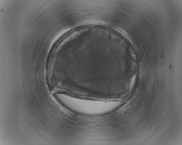 X0000066111024200604071842
