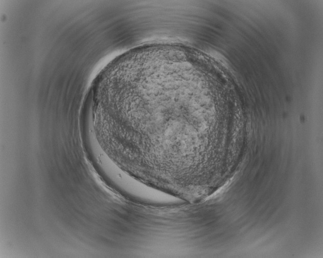 X0000066111030200604071842