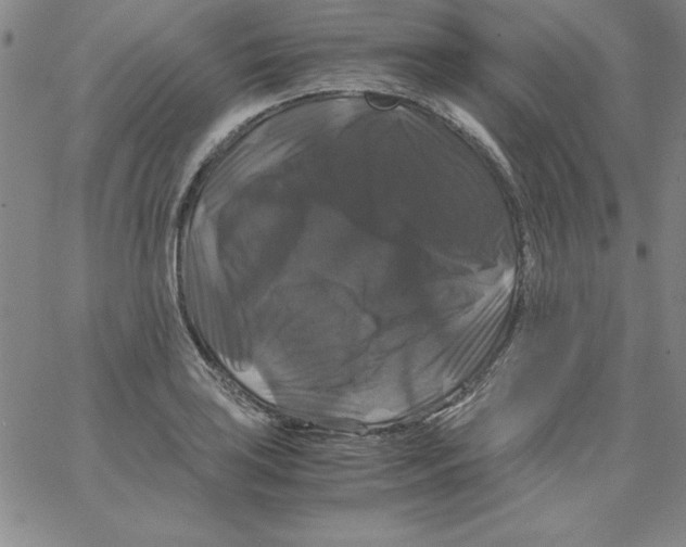 X0000066111035200604071842
