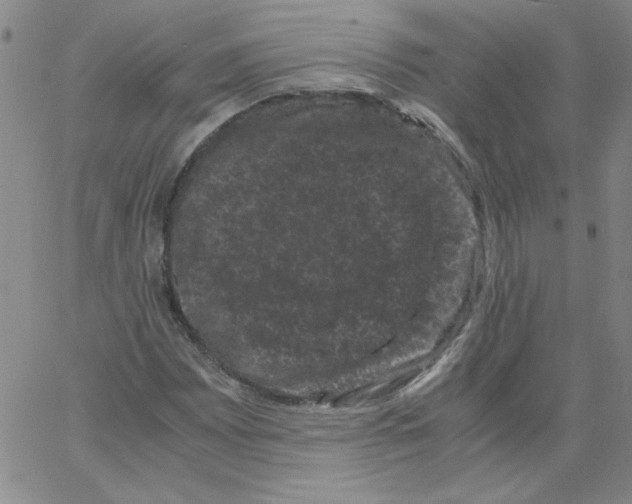X0000066111065200604071841