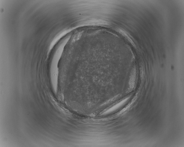 X0000066111069200604071841