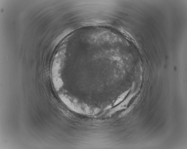 X0000066111073200604071841