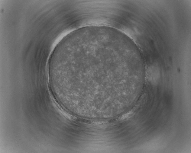 X0000066111078200604071841