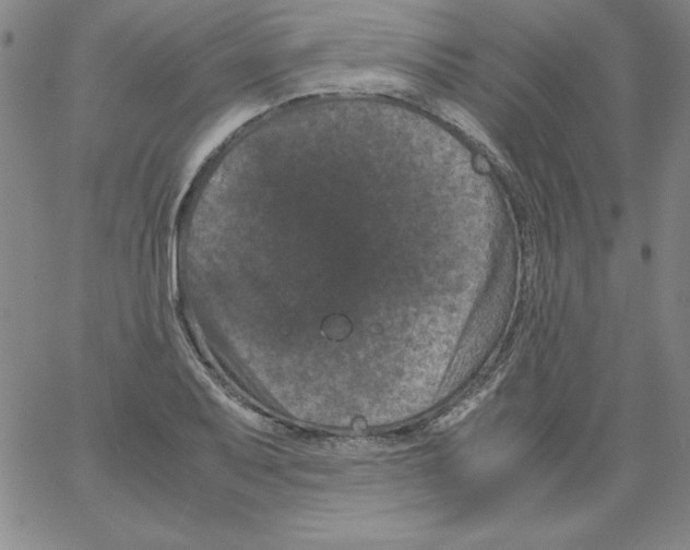 X0000066111079200604071841