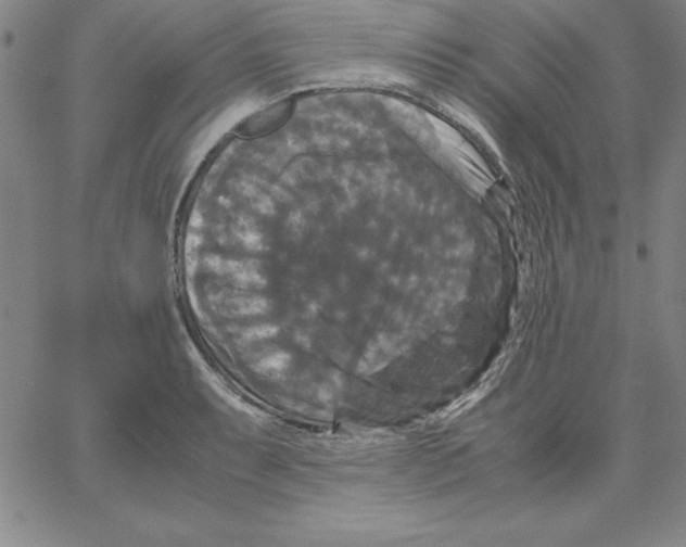 X0000066111087200604071841