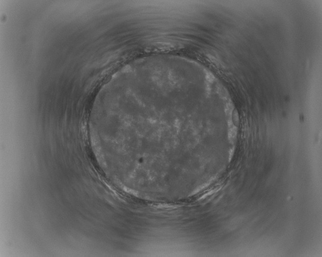 X0000066111109200604071840
