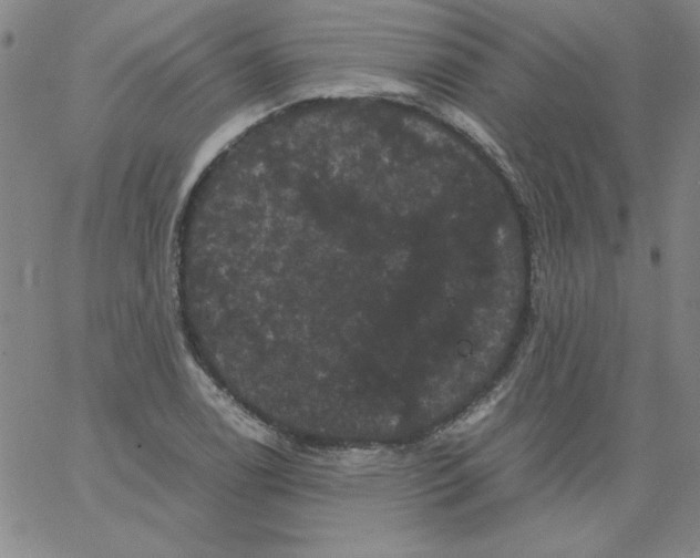 X0000066111122200604071840