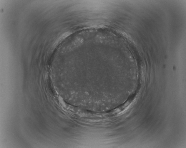 X0000066111257200604071838