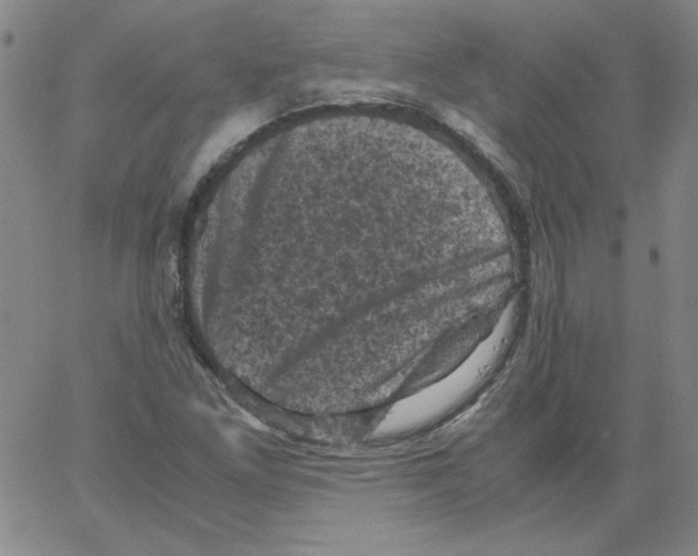 X0000066111261200604071838
