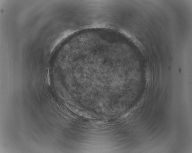 X0000066111262200604071838