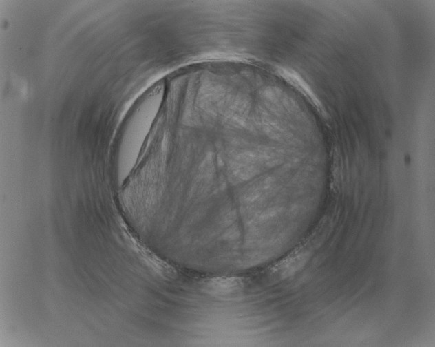 X0000066111268200604071838