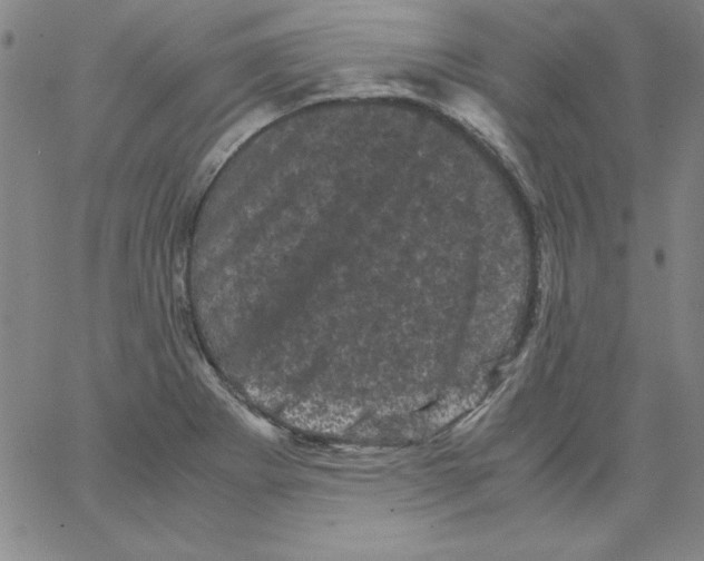 X0000066111273200604071838