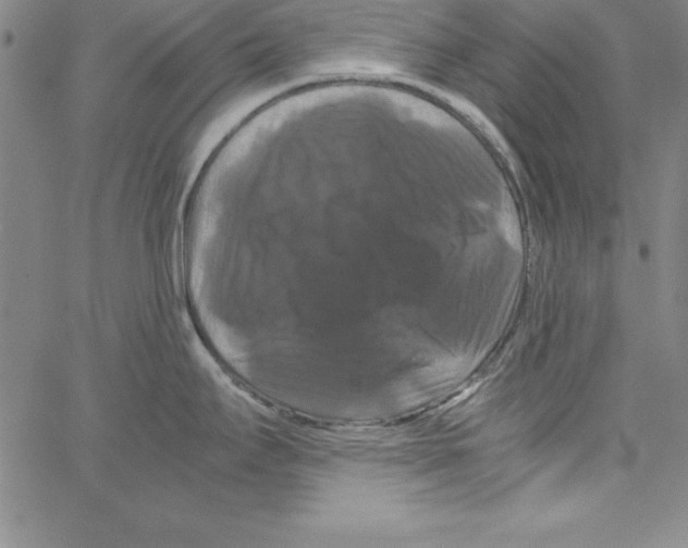 X0000066111295200604071838