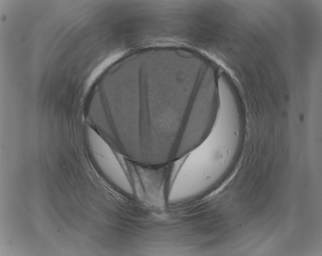 X0000066111317200604071837