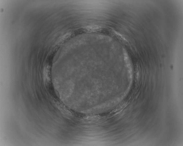 X0000066111346200604071837
