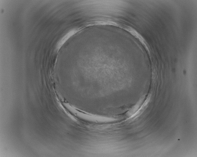 X0000066111385200604071836