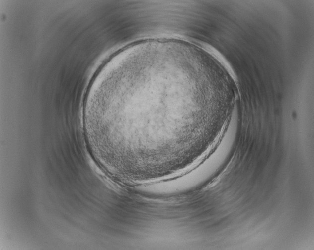 X0000066111388200604071836