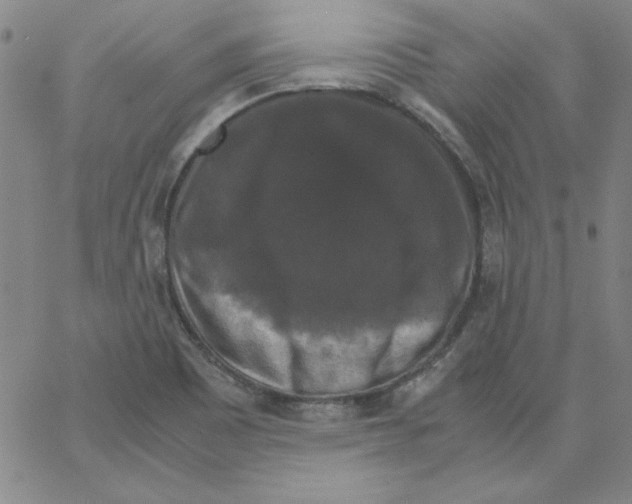 X0000066111465200604071835